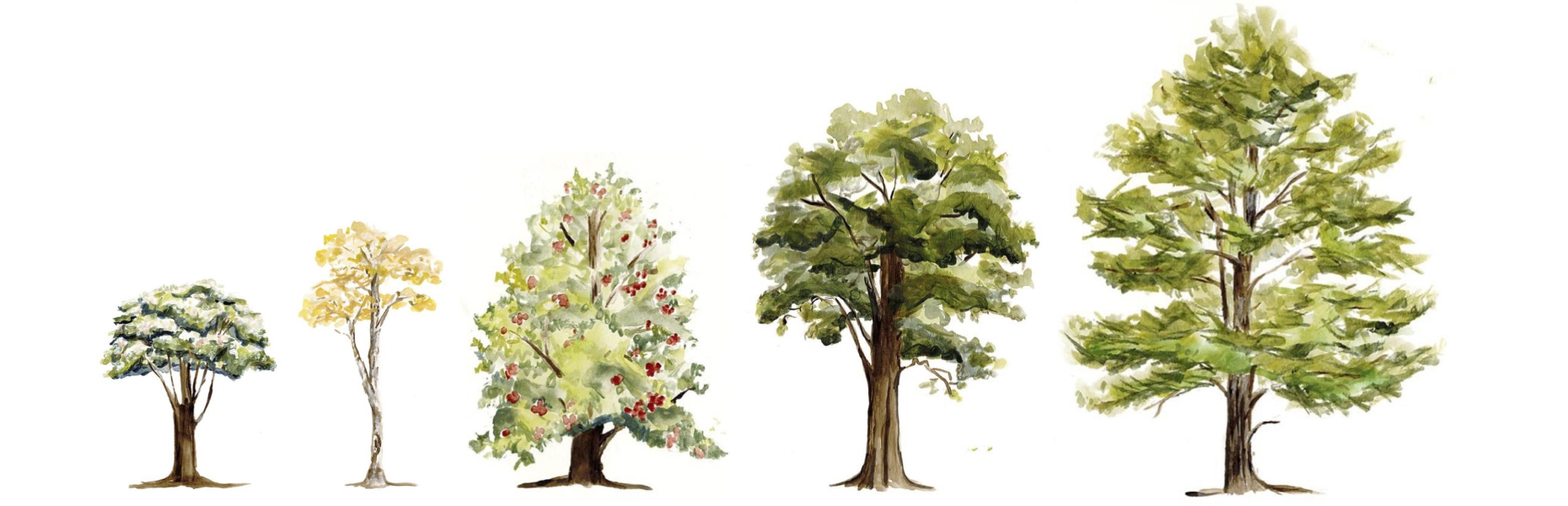 Sponsorship Tree Watercolor